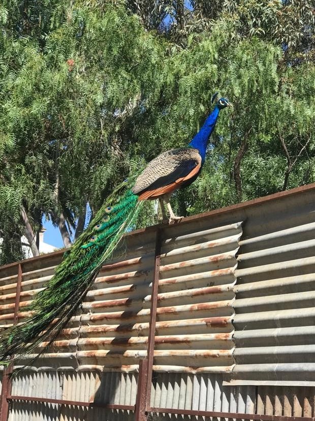 peacock2 peacock2