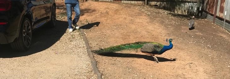 peacock3 peacock3